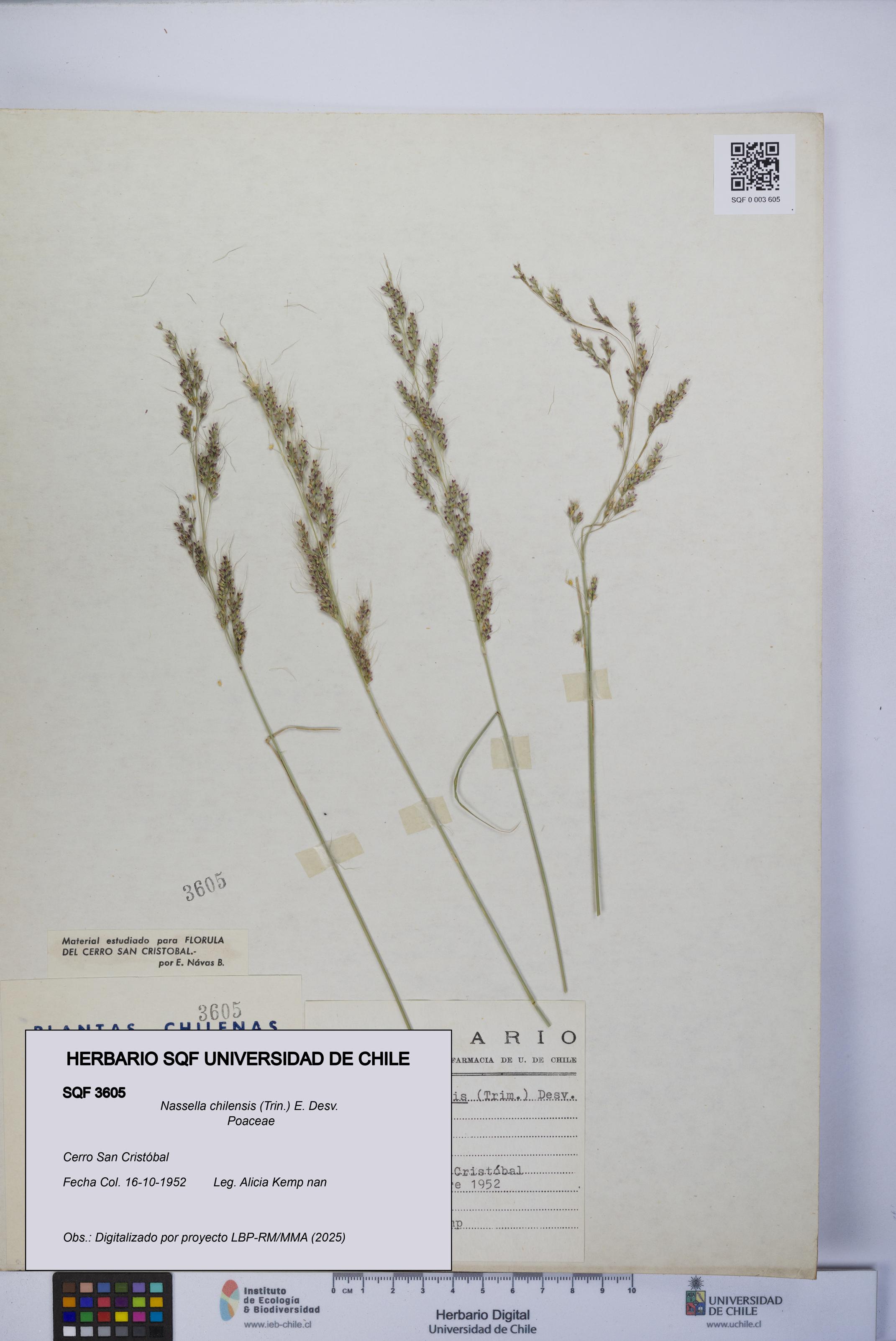 Nassella chilensis [Espécimen: UCH:SQF:0003605]