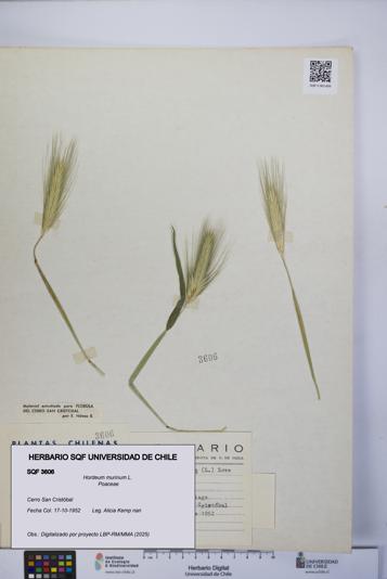 Hordeum murinum [Espécimen: UCH:SQF:0003606]