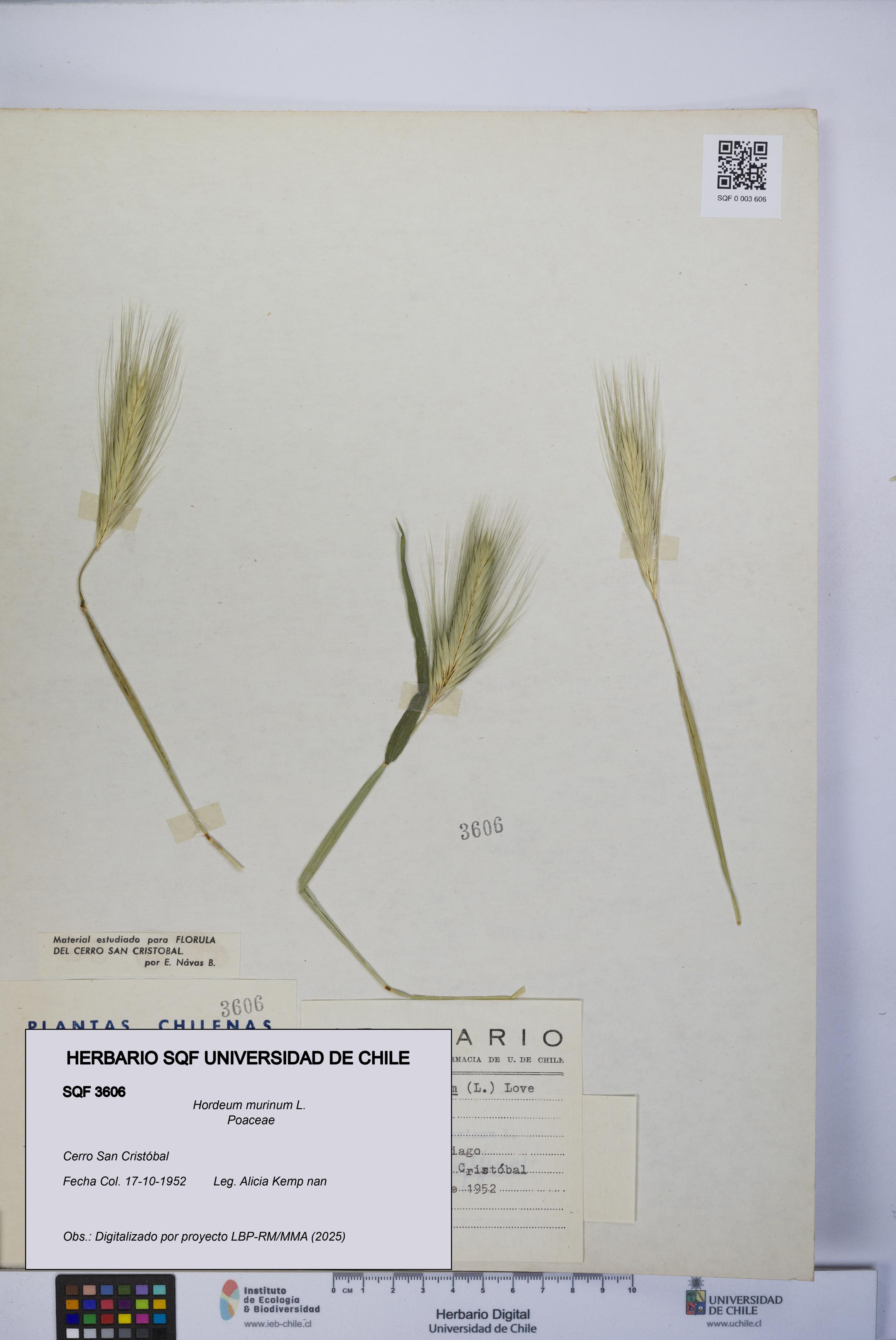 Hordeum murinum [Espécimen: UCH:SQF:0003606]
