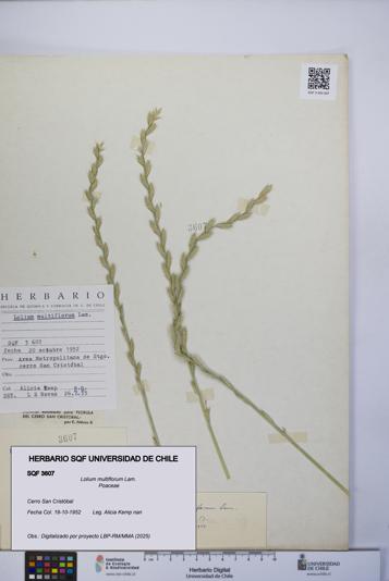 Lolium multiflorum [Espécimen: UCH:SQF:0003607]