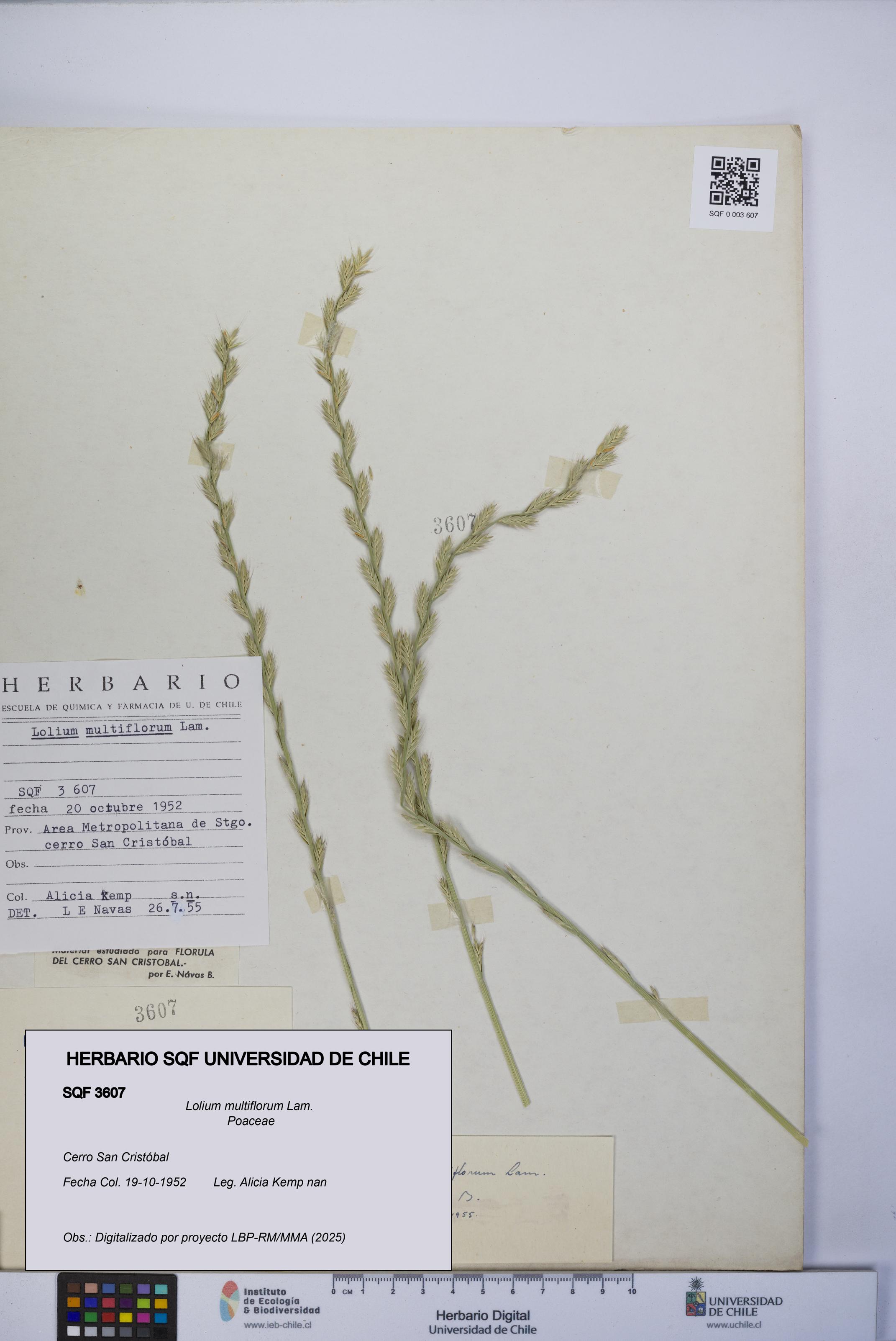 Lolium multiflorum [Espécimen: UCH:SQF:0003607]