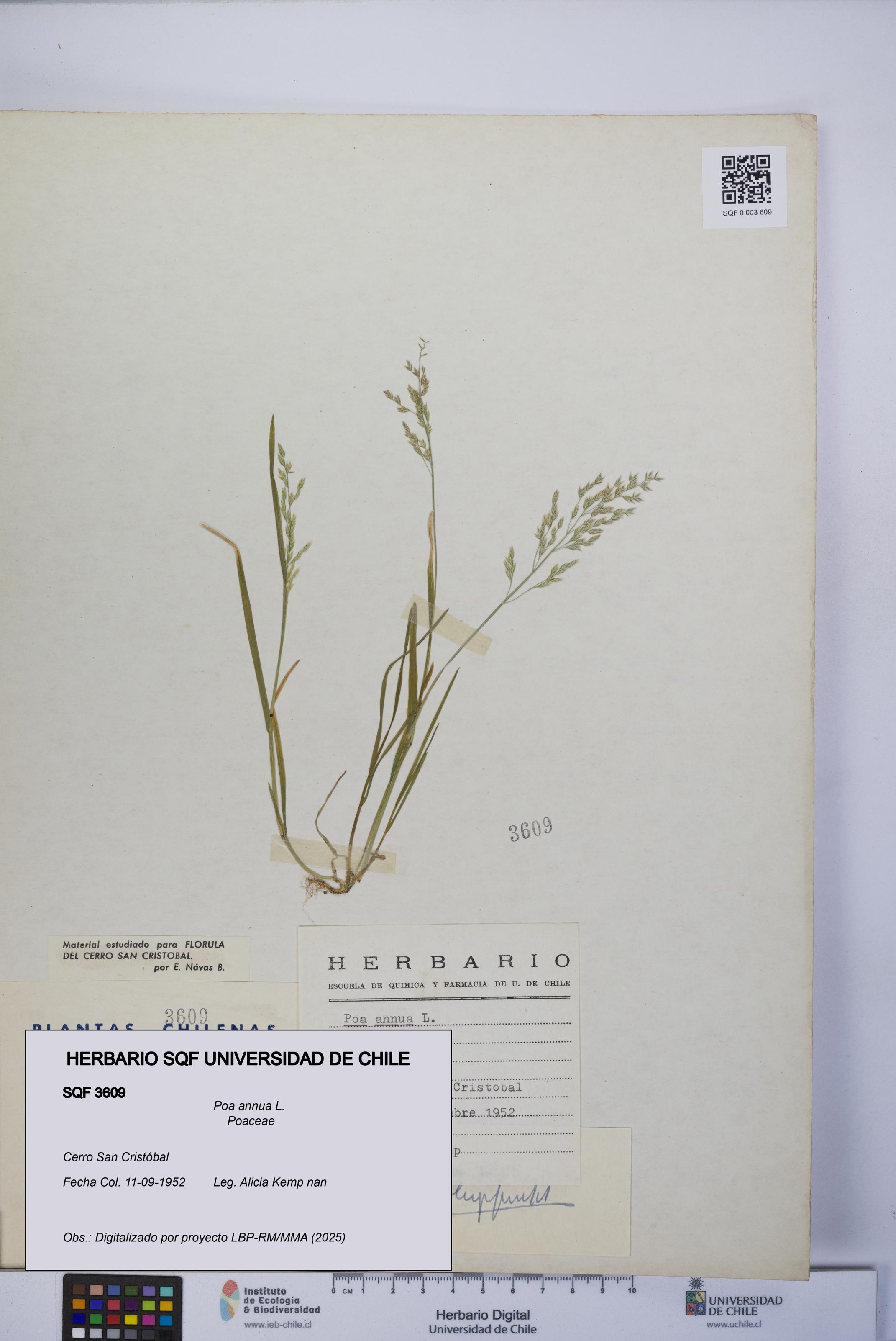Poa annua [Espécimen: UCH:SQF:0003609]