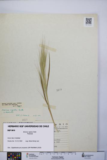 Bromus rigidus [Espécimen: UCH:SQF:0003610]
