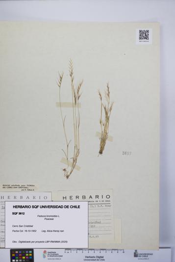 Festuca bromoides [Espécimen: UCH:SQF:0003612]