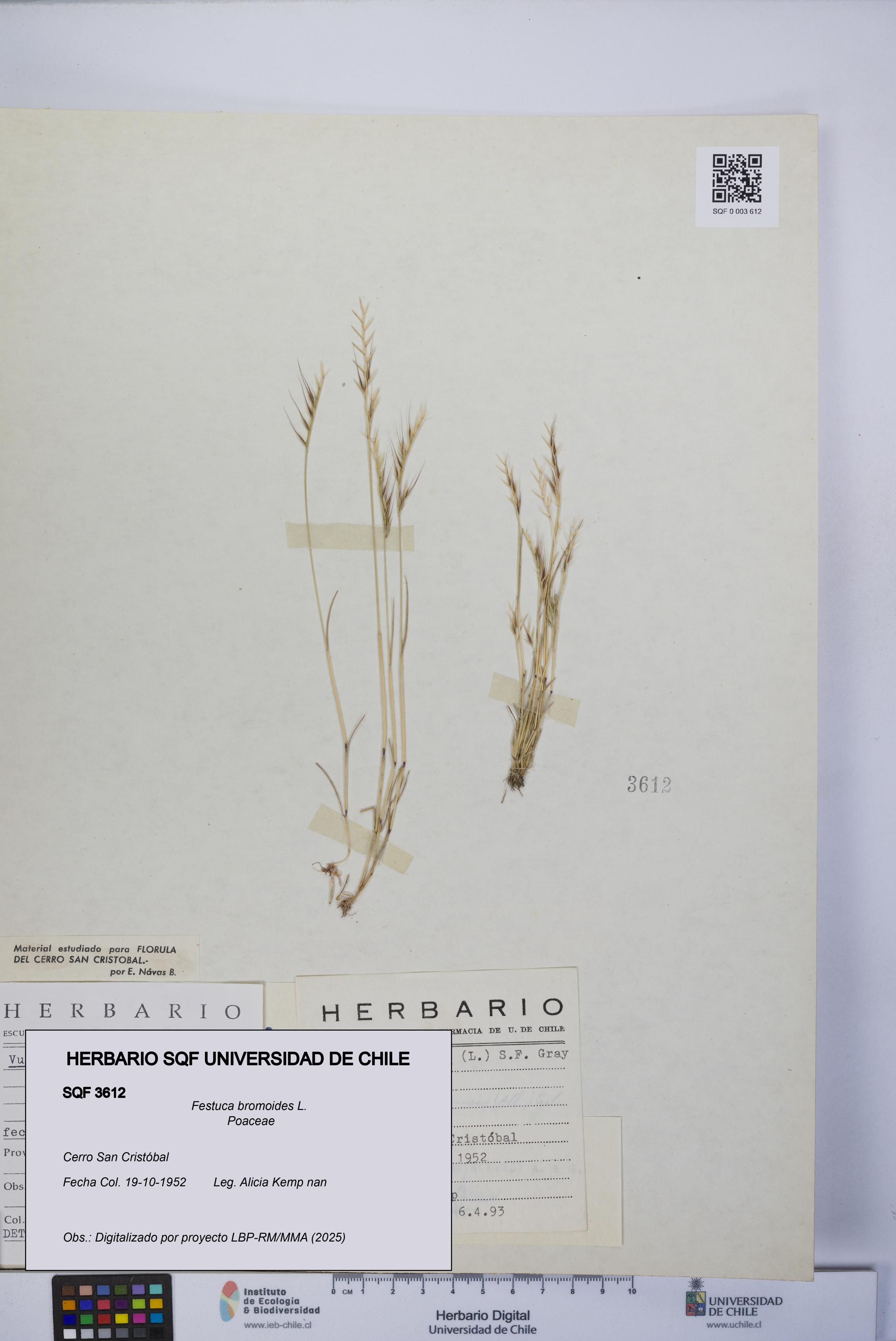 Festuca bromoides [Espécimen: UCH:SQF:0003612]