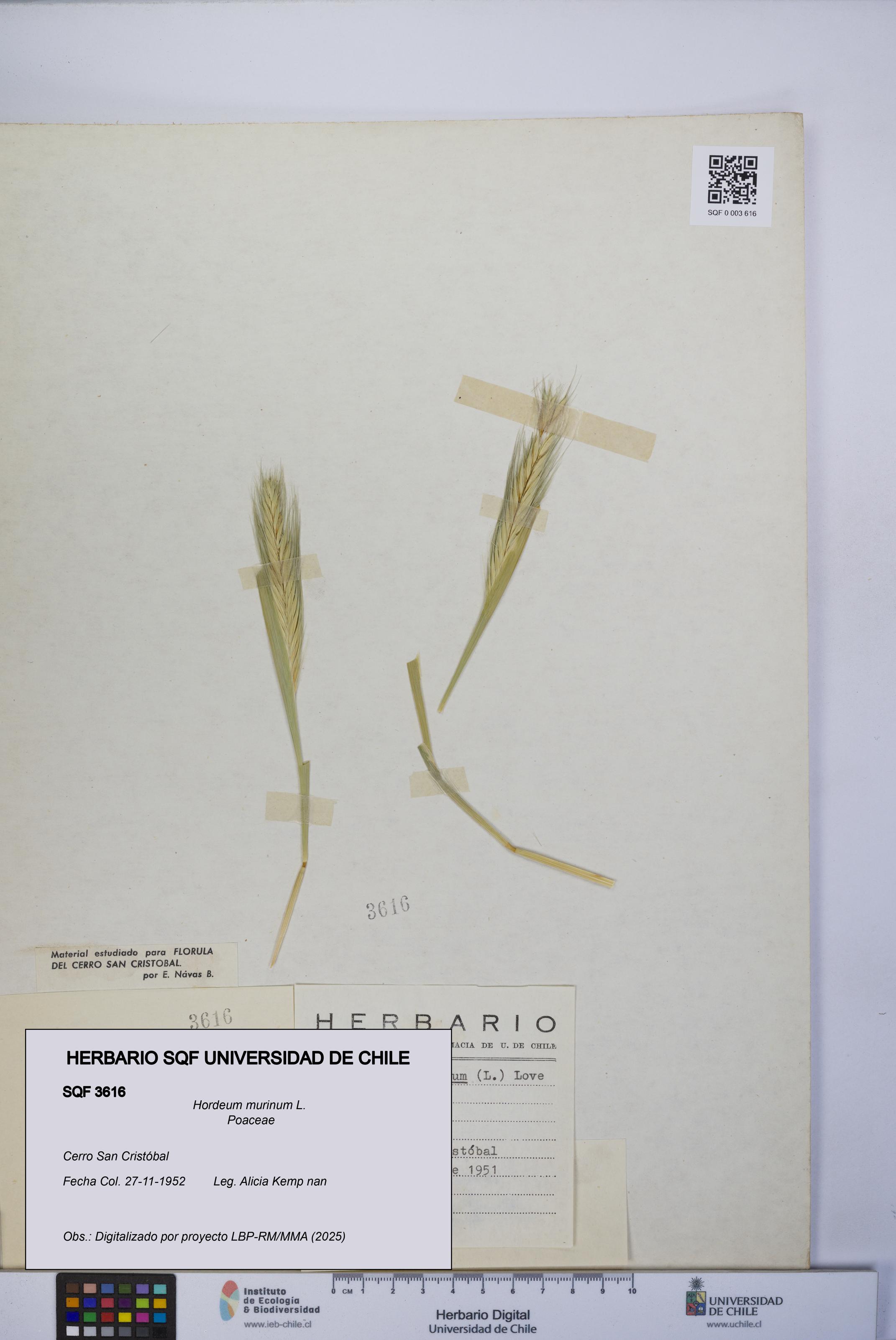 Hordeum murinum [Espécimen: UCH:SQF:0003616]