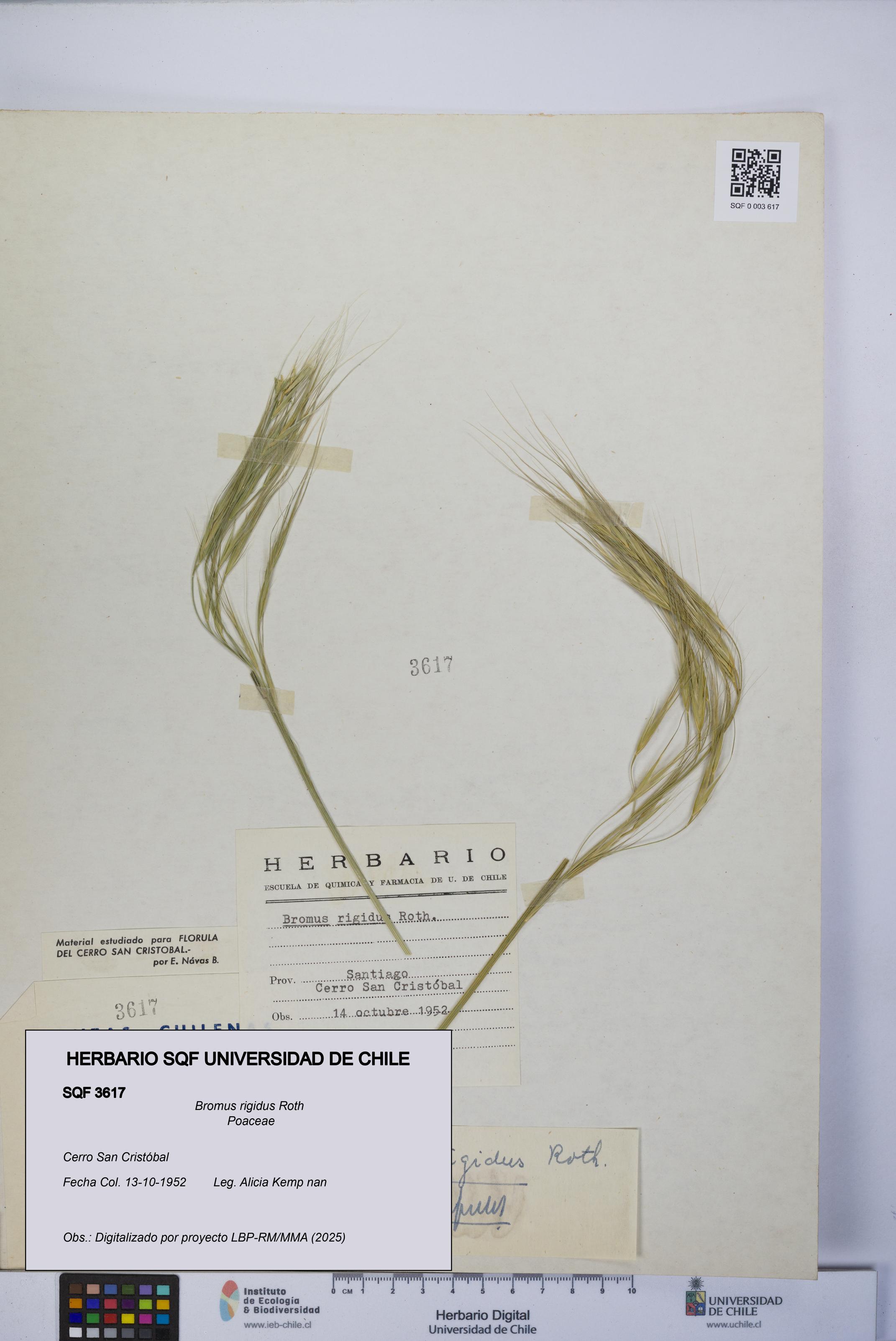 Bromus rigidus [Espécimen: UCH:SQF:0003617]