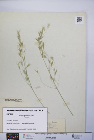 Bromus berteroanus [Espécimen: UCH:SQF:0003618]