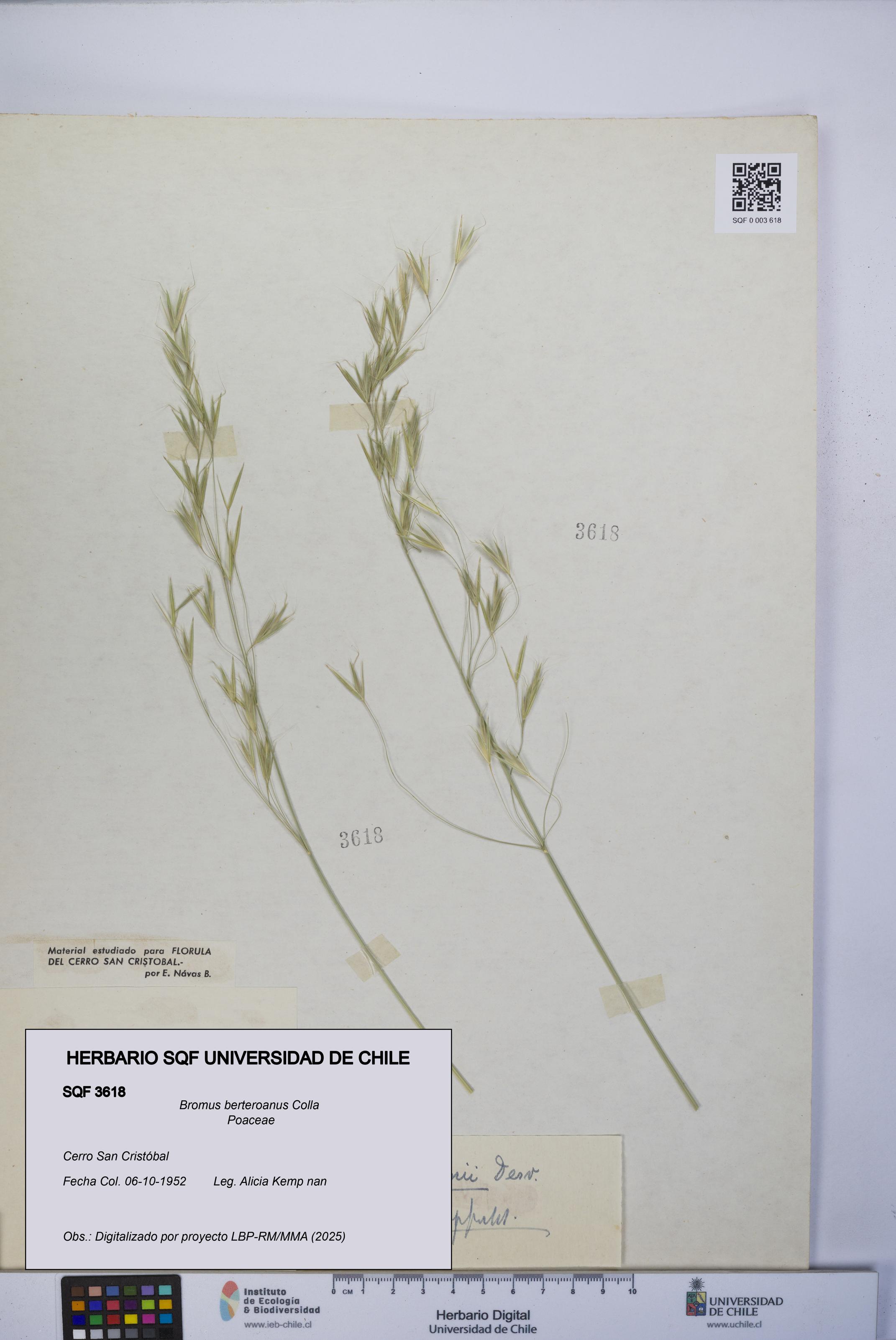 Bromus berteroanus [Espécimen: UCH:SQF:0003618]
