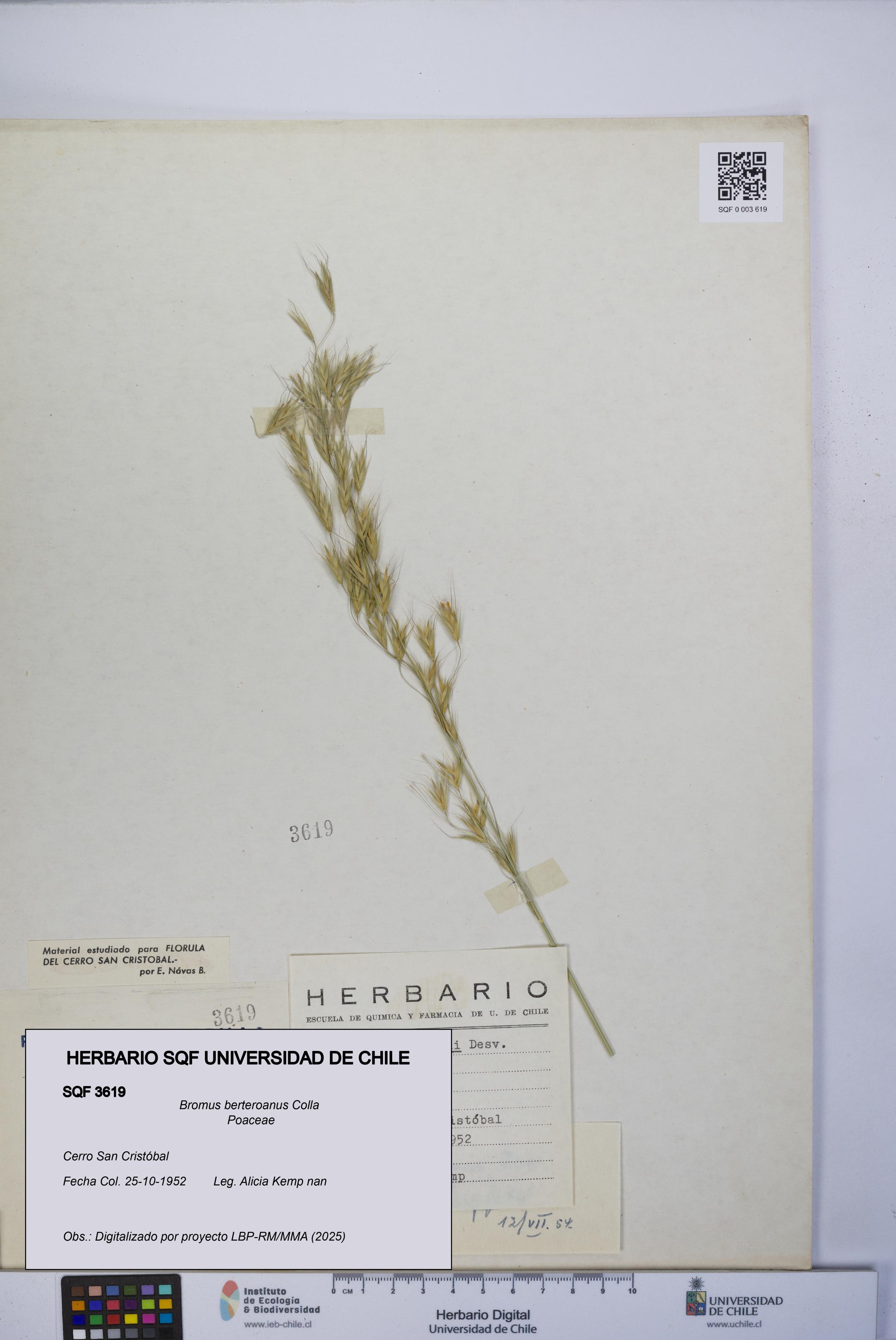 Bromus berteroanus [Espécimen: UCH:SQF:0003619]