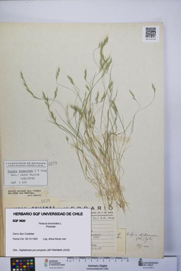 Festuca bromoides [Espécimen: UCH:SQF:0003620]