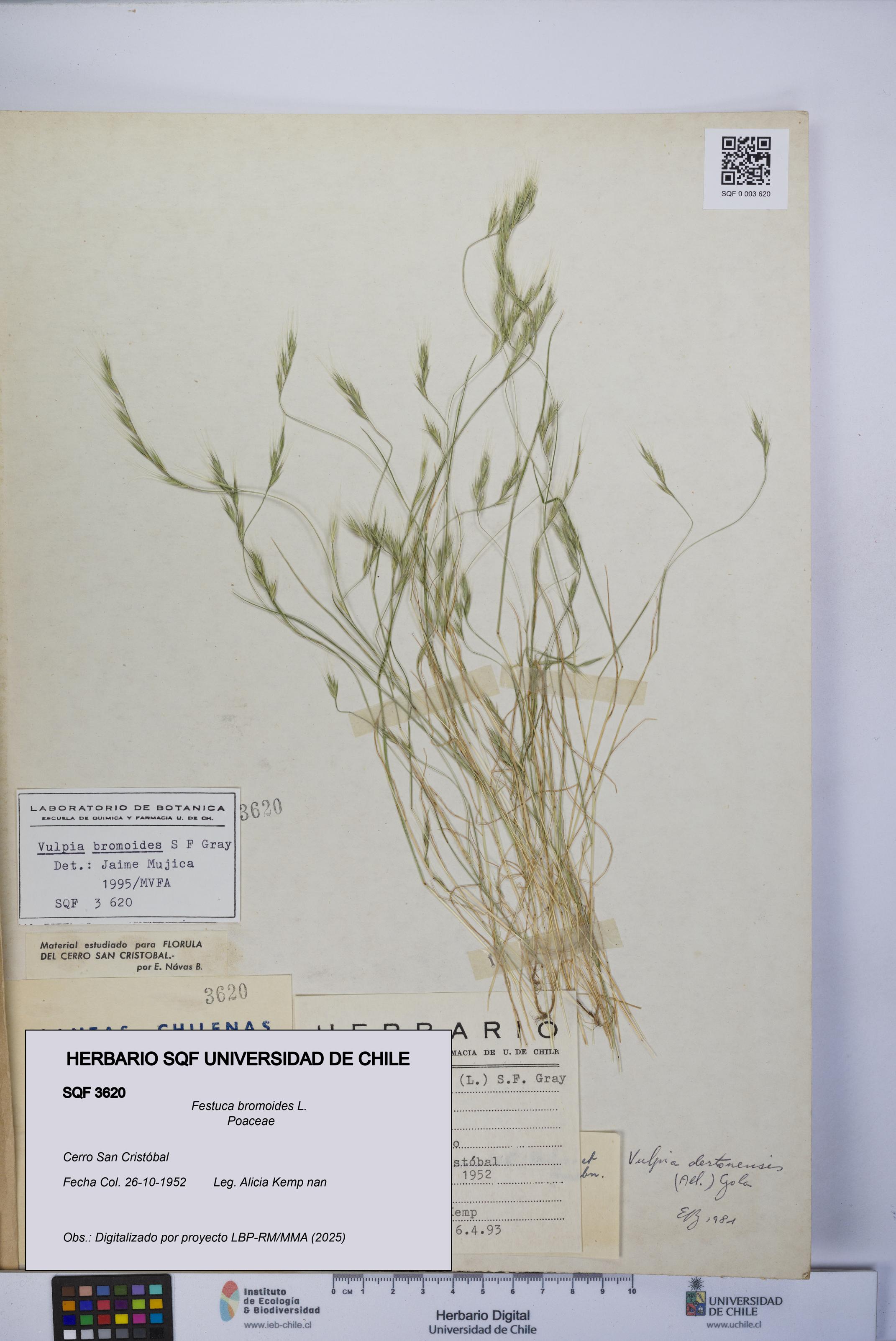 Festuca bromoides [Espécimen: UCH:SQF:0003620]