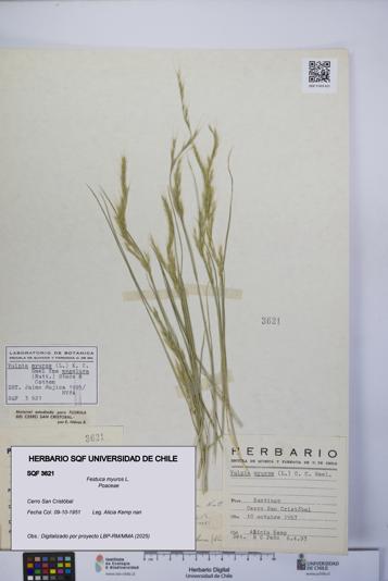 Festuca myuros [Espécimen: UCH:SQF:0003621]