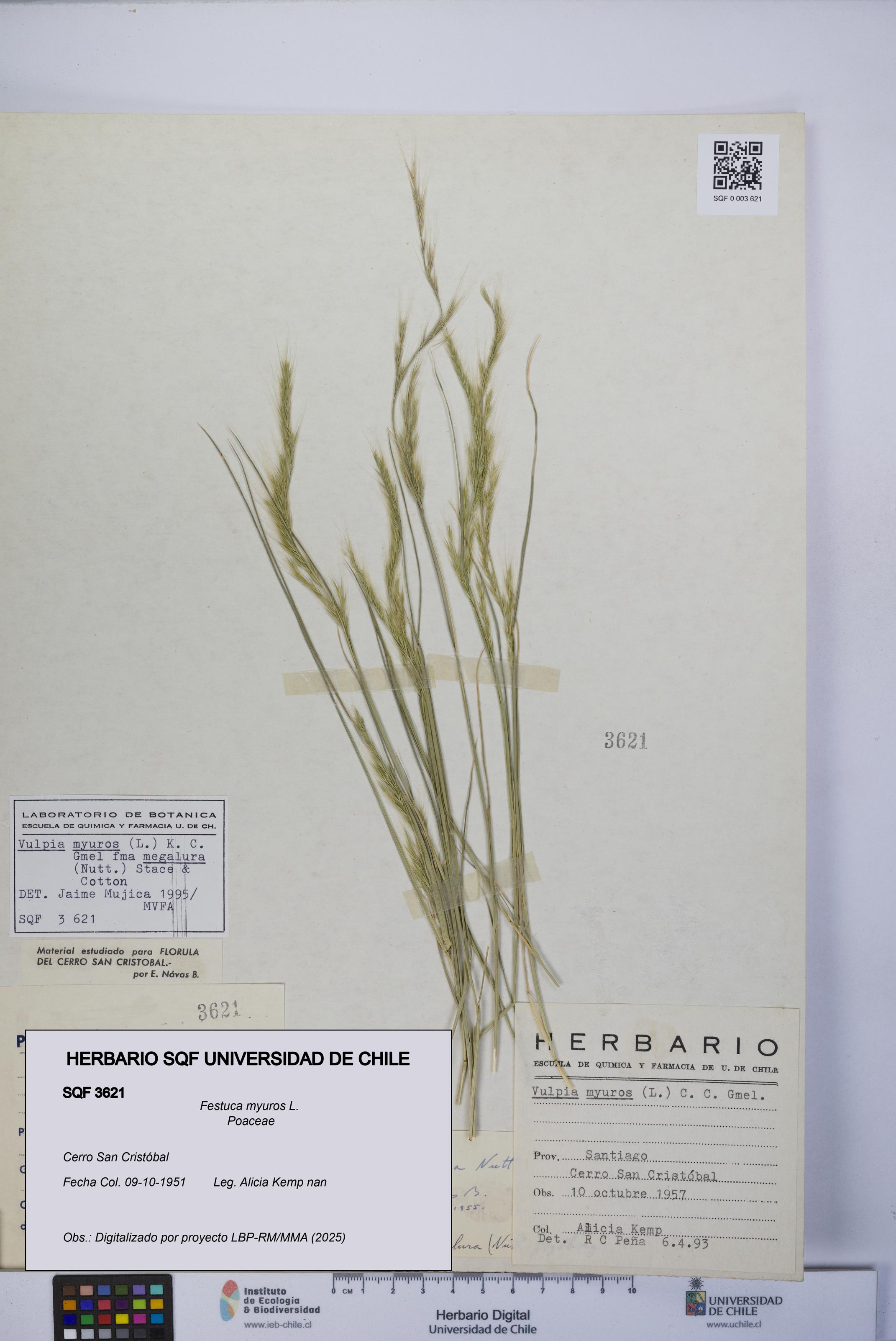 Festuca myuros [Espécimen: UCH:SQF:0003621]