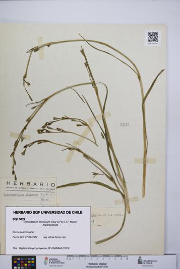 Trichopetalum plumosum [Espécimen: UCH:SQF:0003622]