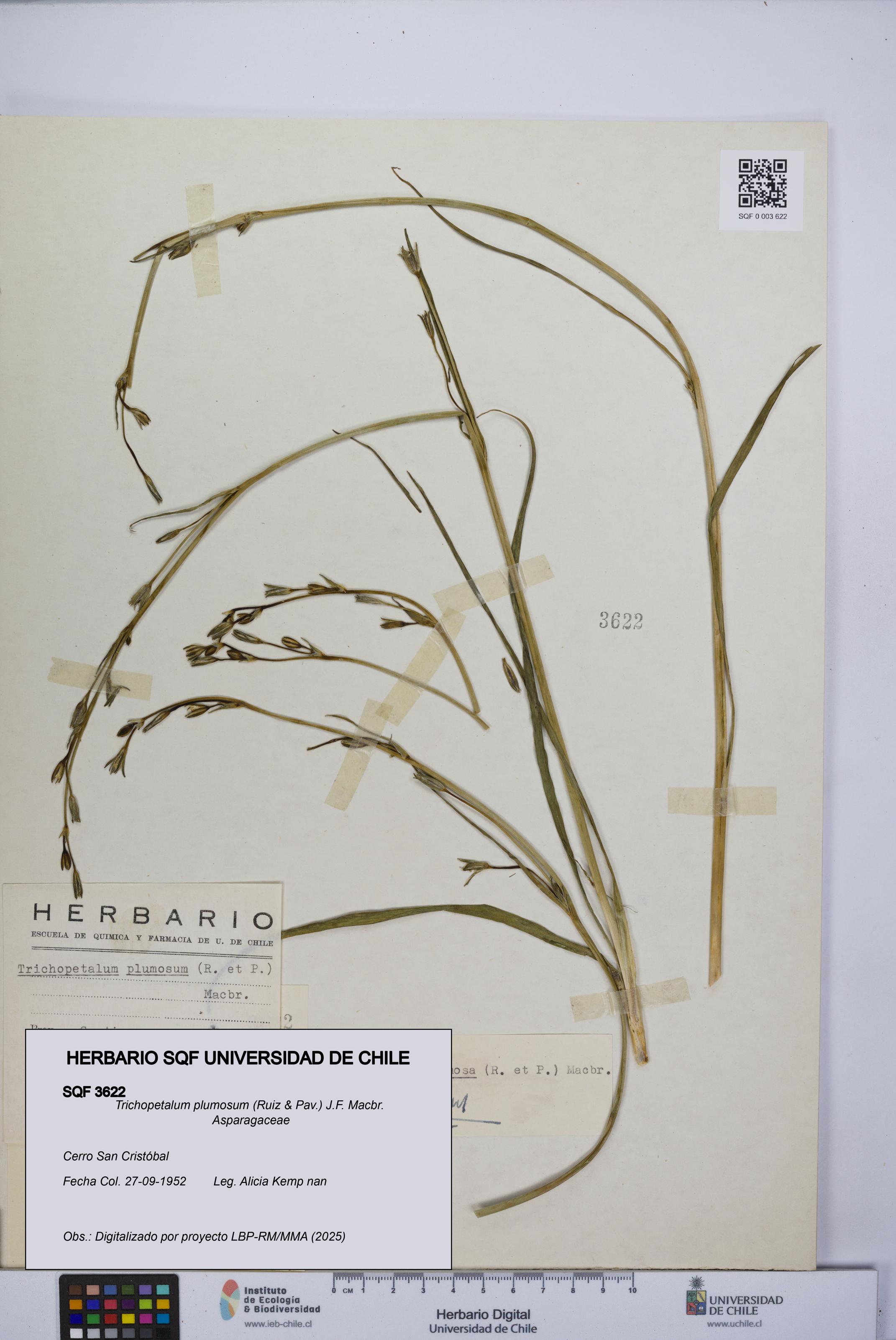 Trichopetalum plumosum [Espécimen: UCH:SQF:0003622]