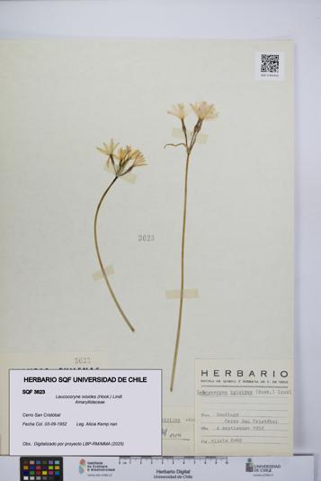 Leucocoryne ixioides [Espécimen: UCH:SQF:0003623]