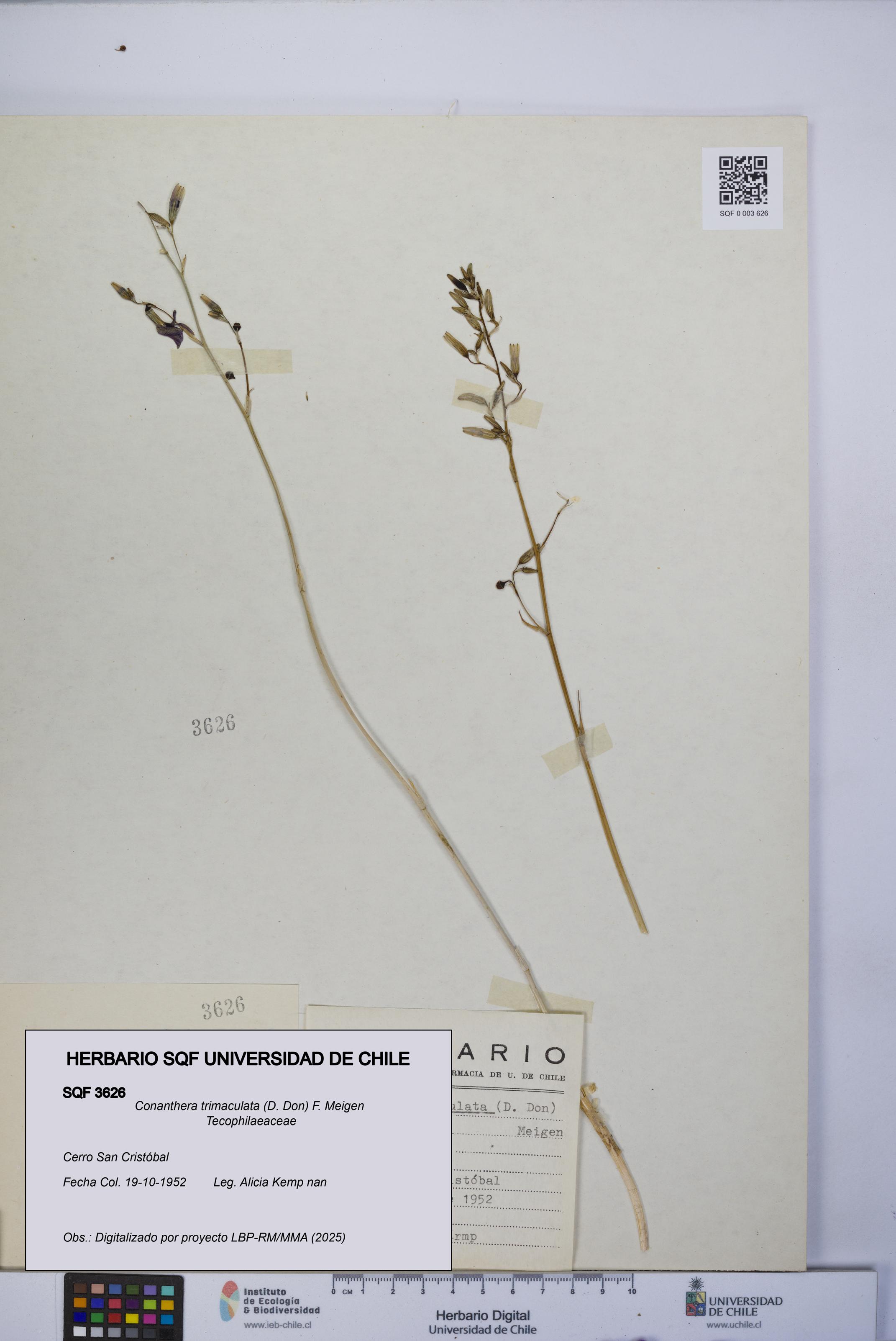 Conanthera trimaculata [Espécimen: UCH:SQF:0003626]