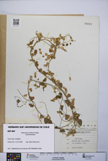 Dioscorea humifusa [Espécimen: UCH:SQF:0003627]