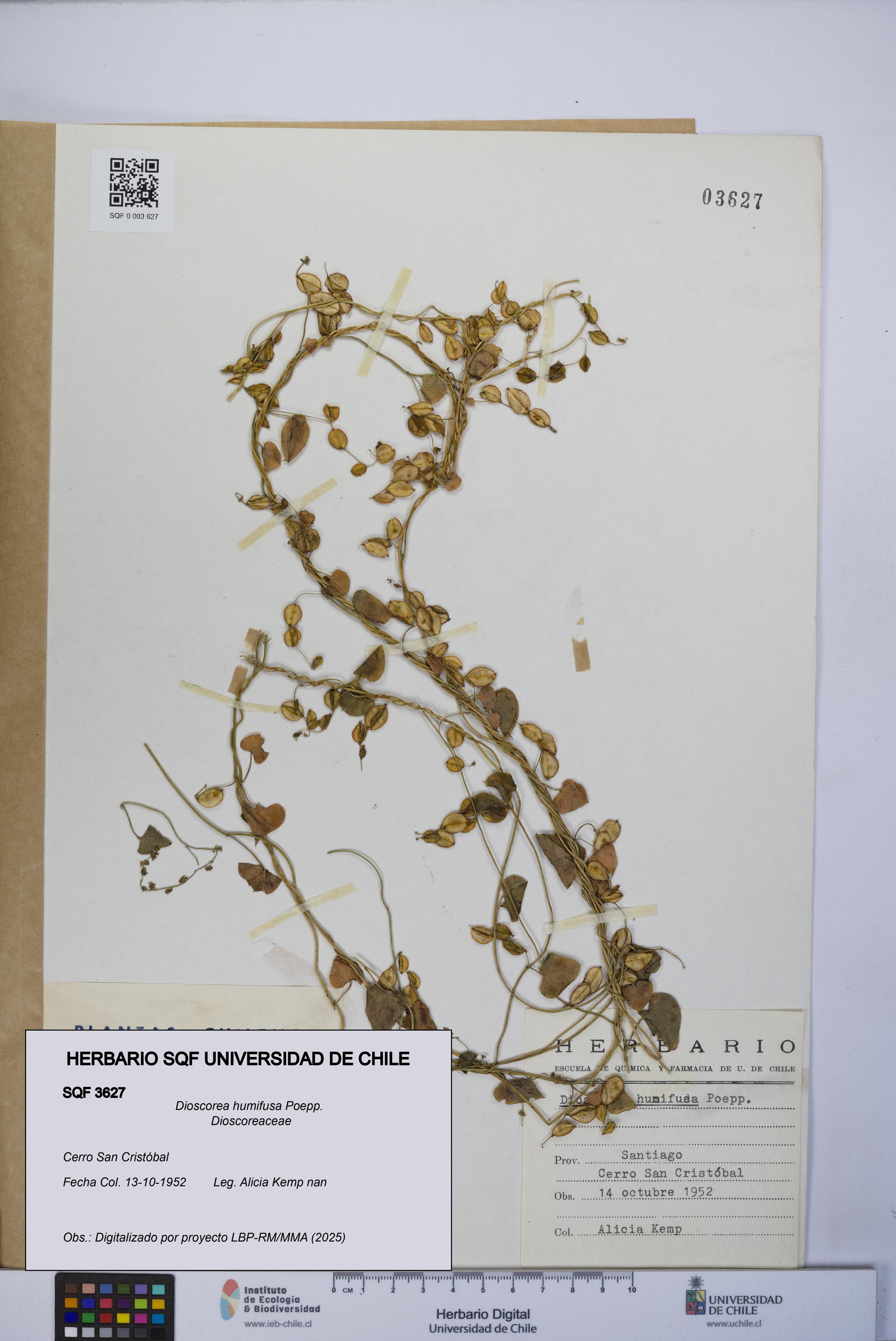 Dioscorea humifusa [Espécimen: UCH:SQF:0003627]