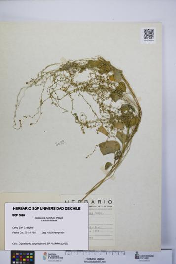 Dioscorea humifusa [Espécimen: UCH:SQF:0003628]