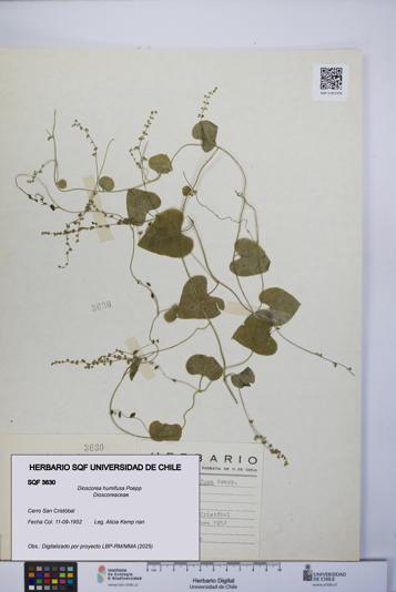 Dioscorea humifusa [Espécimen: UCH:SQF:0003630]