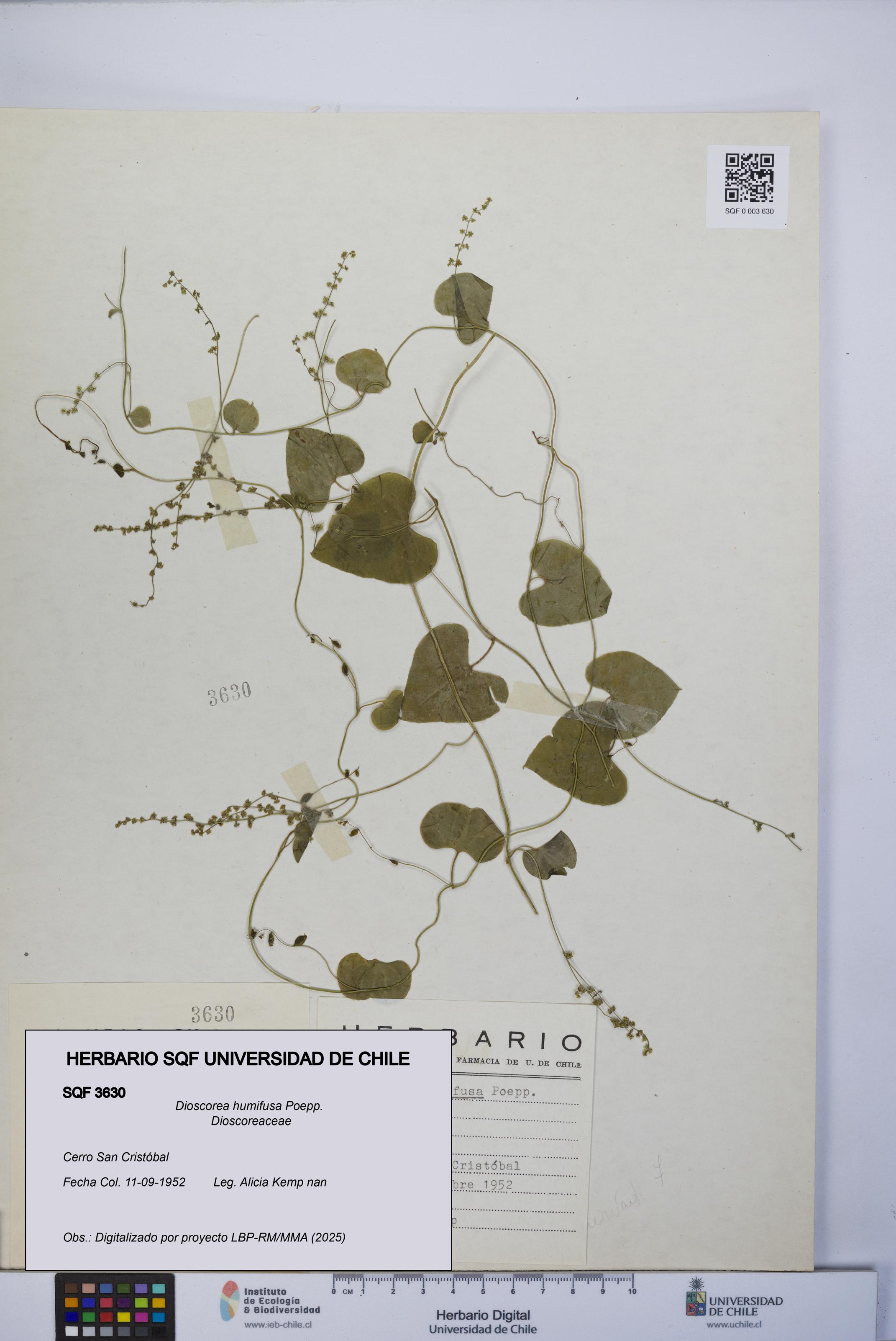 Dioscorea humifusa [Espécimen: UCH:SQF:0003630]