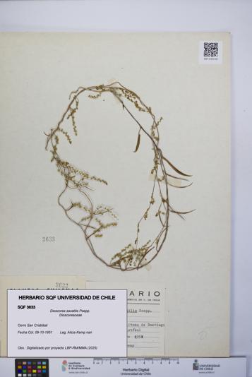 Dioscorea saxatilis [Espécimen: UCH:SQF:0003633]