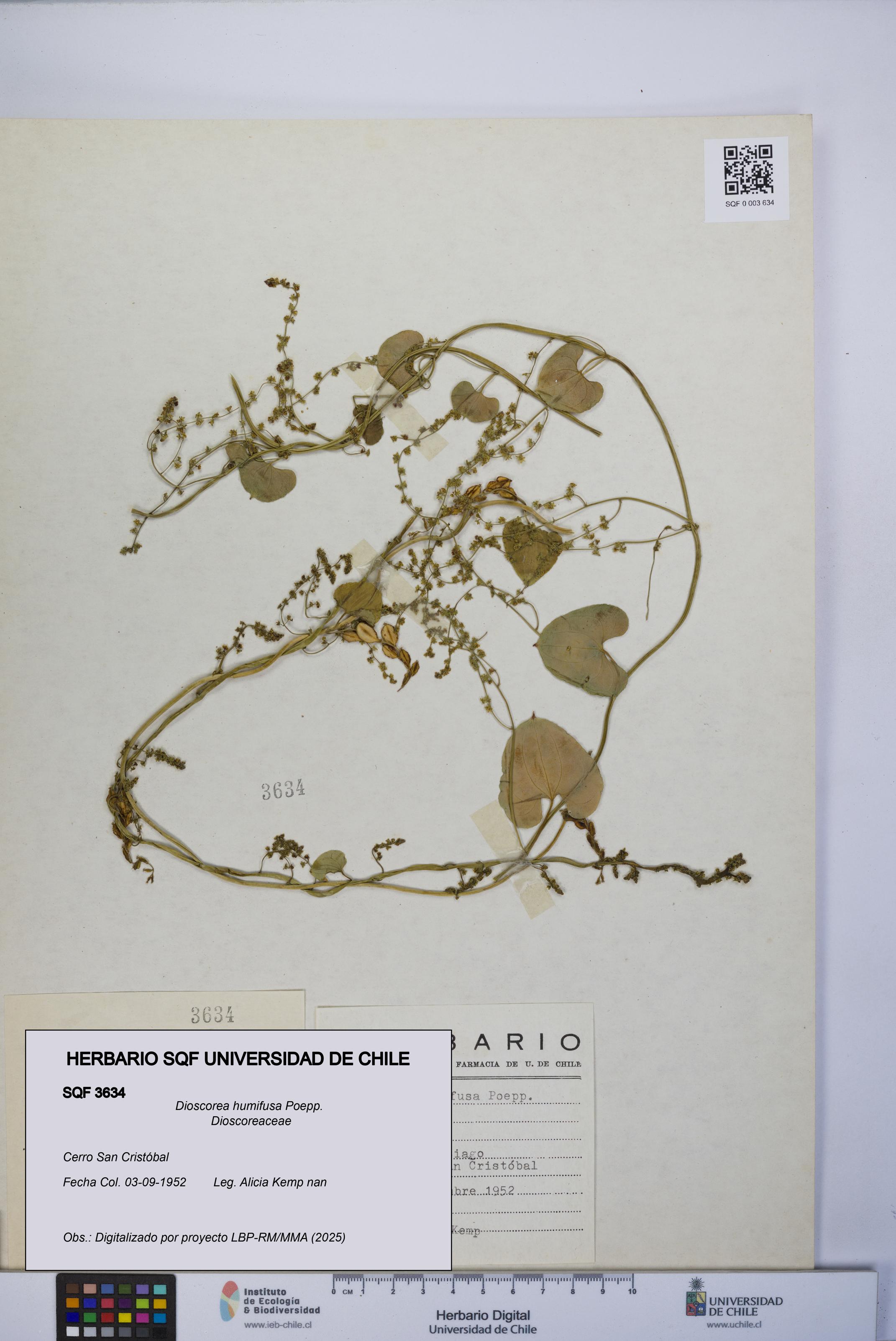Dioscorea humifusa [Espécimen: UCH:SQF:0003634]