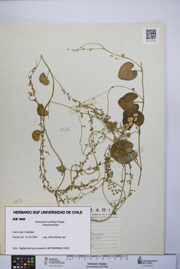 Dioscorea humifusa [Espécimen: UCH:SQF:0003635]
