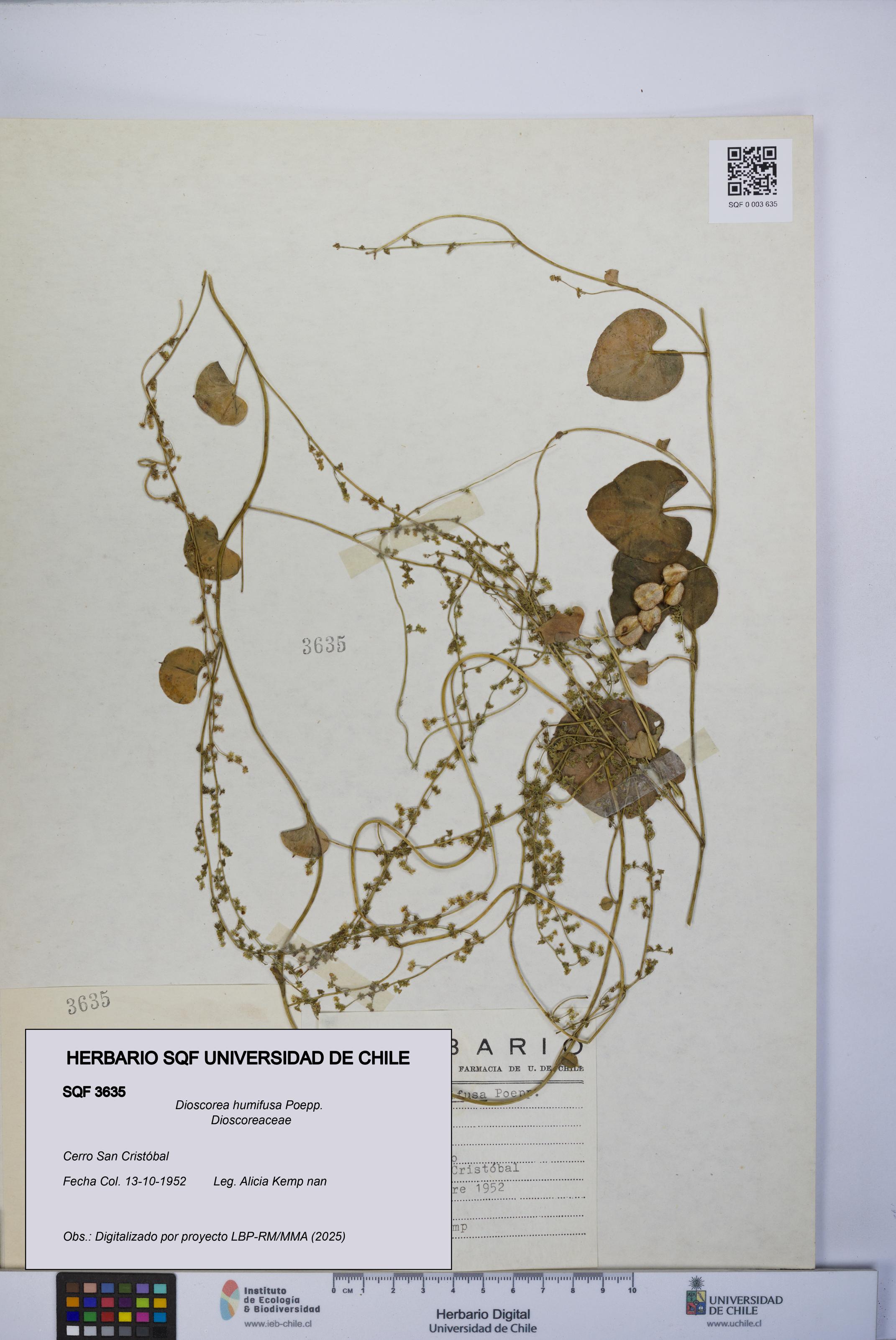 Dioscorea humifusa [Espécimen: UCH:SQF:0003635]