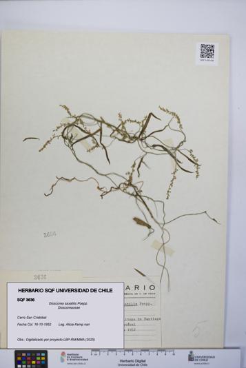 Dioscorea saxatilis [Espécimen: UCH:SQF:0003636]