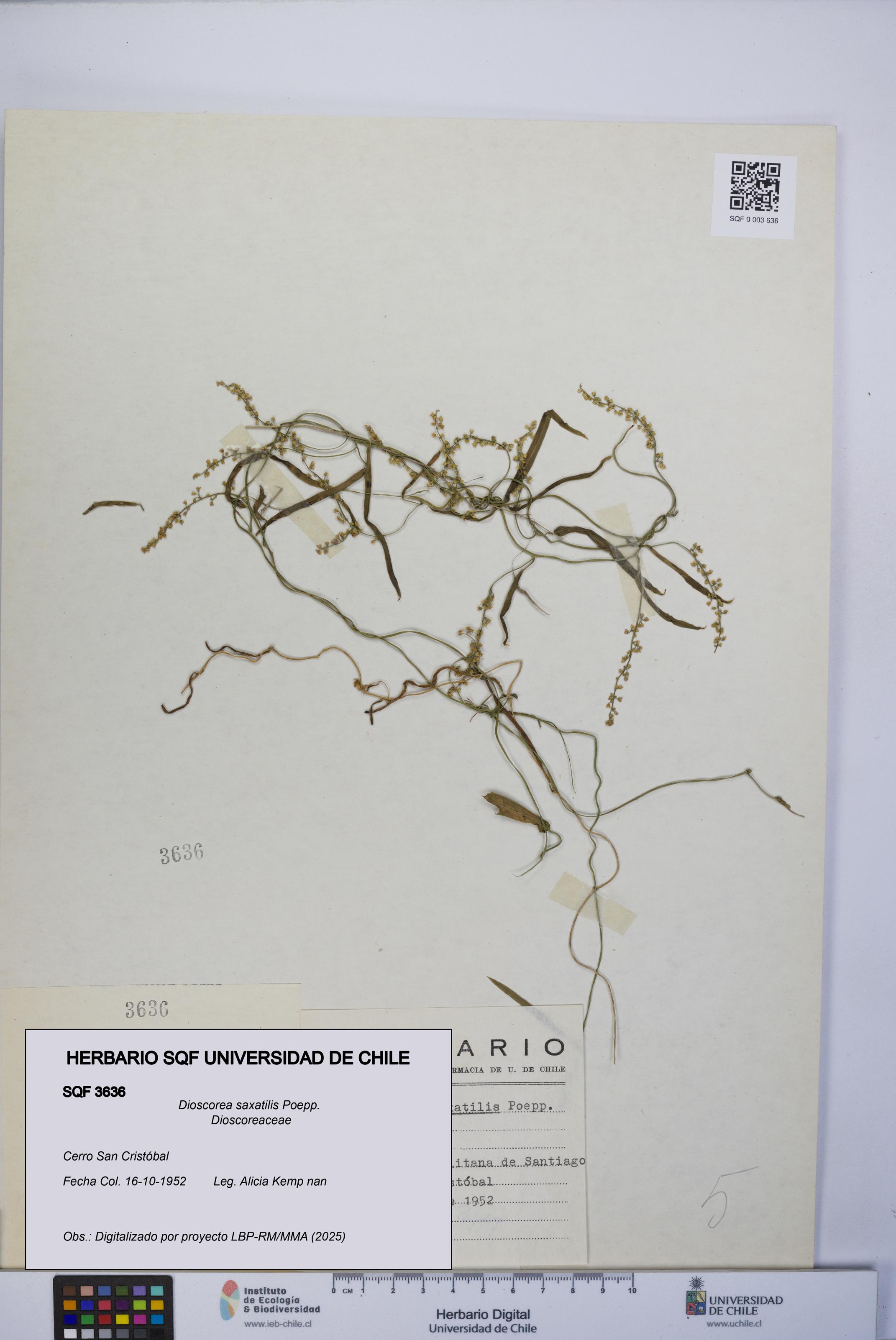Dioscorea saxatilis [Espécimen: UCH:SQF:0003636]