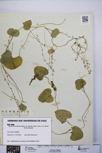 Dioscorea humifusa var. gracilis [Espécimen: UCH:SQF:0003638]