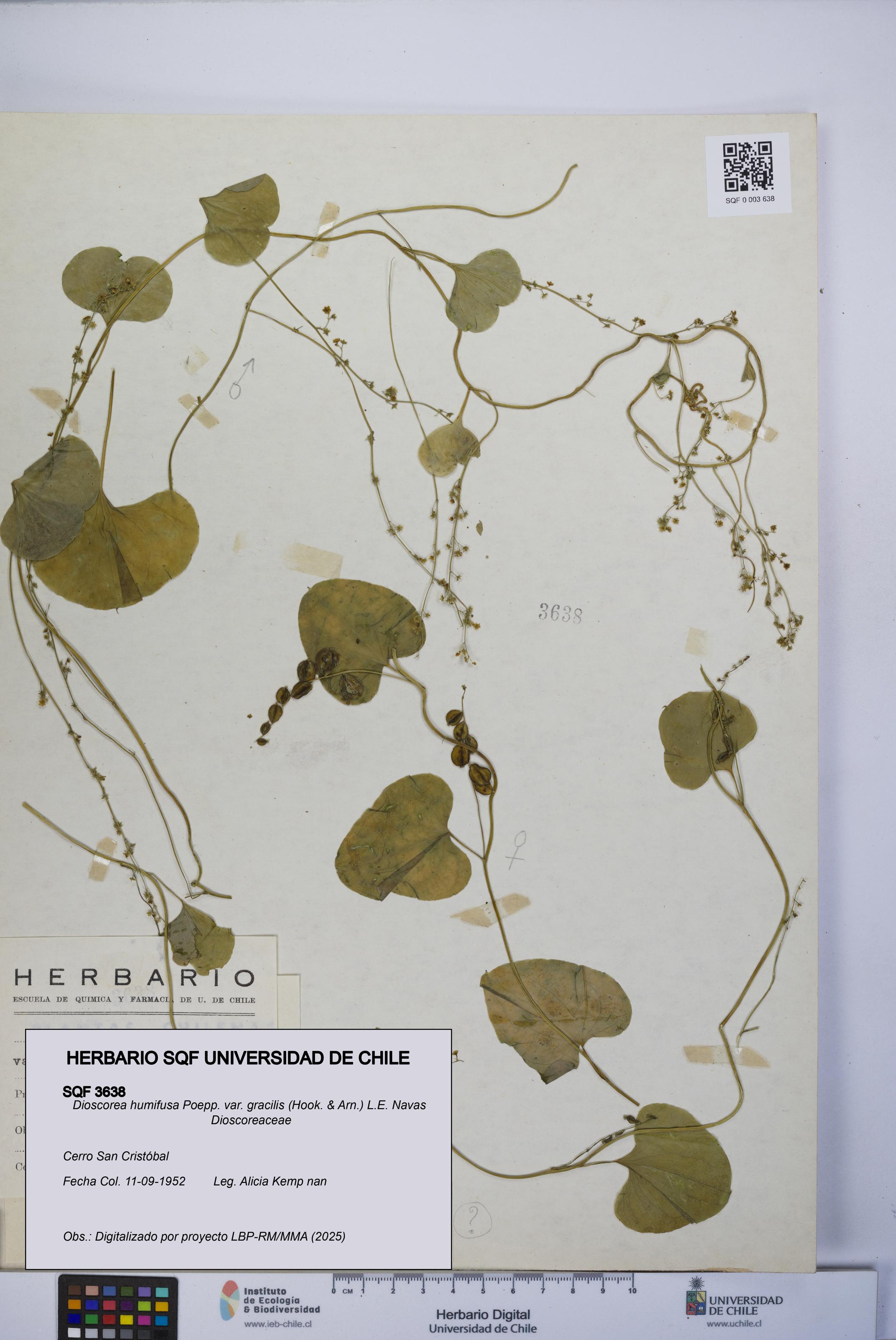 Dioscorea humifusa var. gracilis [Espécimen: UCH:SQF:0003638]