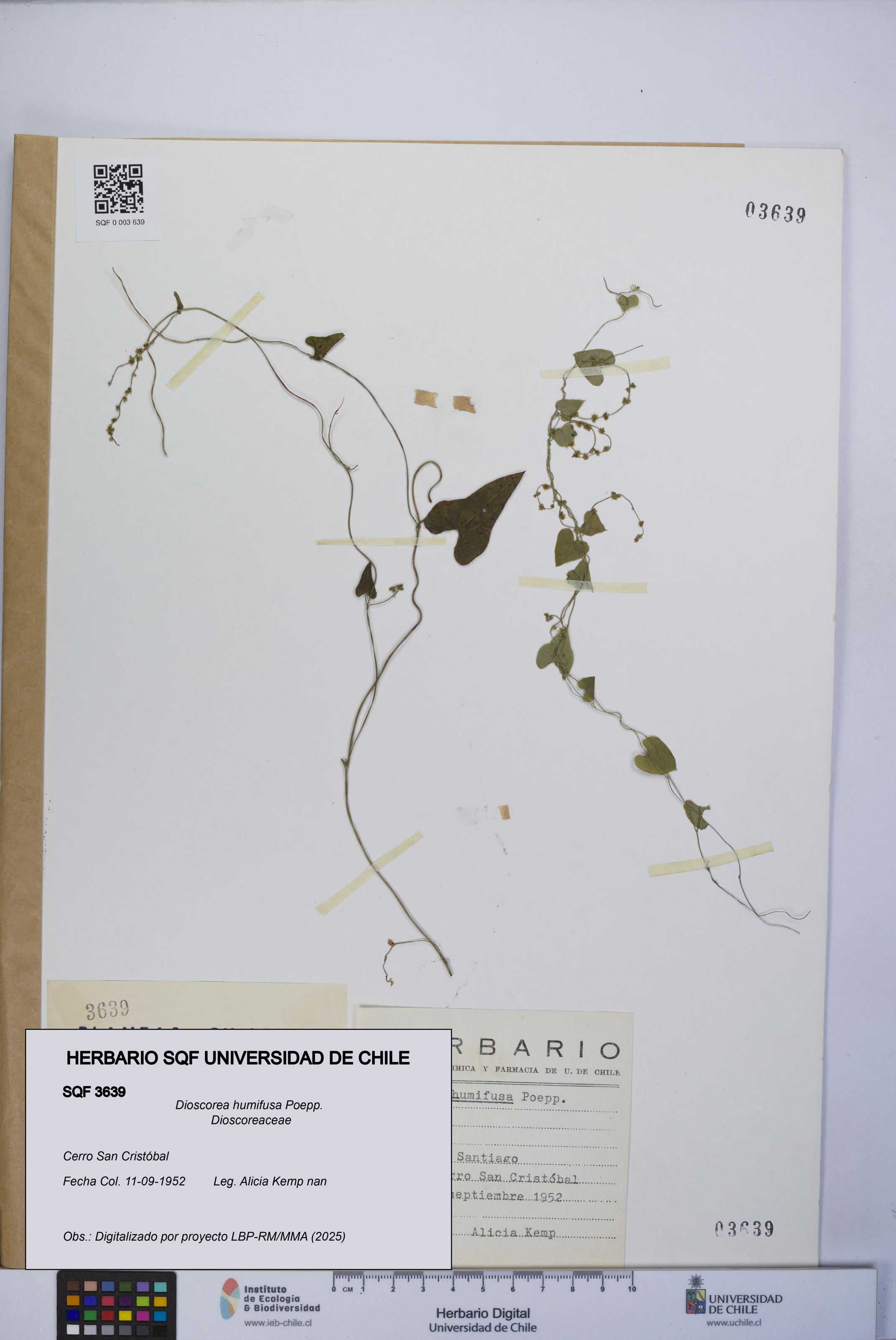 Dioscorea humifusa [Espécimen: UCH:SQF:0003639]