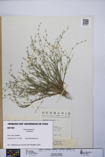 Juncus bufonius [Espécimen: UCH:SQF:0003641]