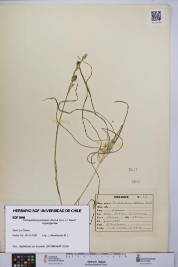 Trichopetalum plumosum [Espécimen: UCH:SQF:0003649]