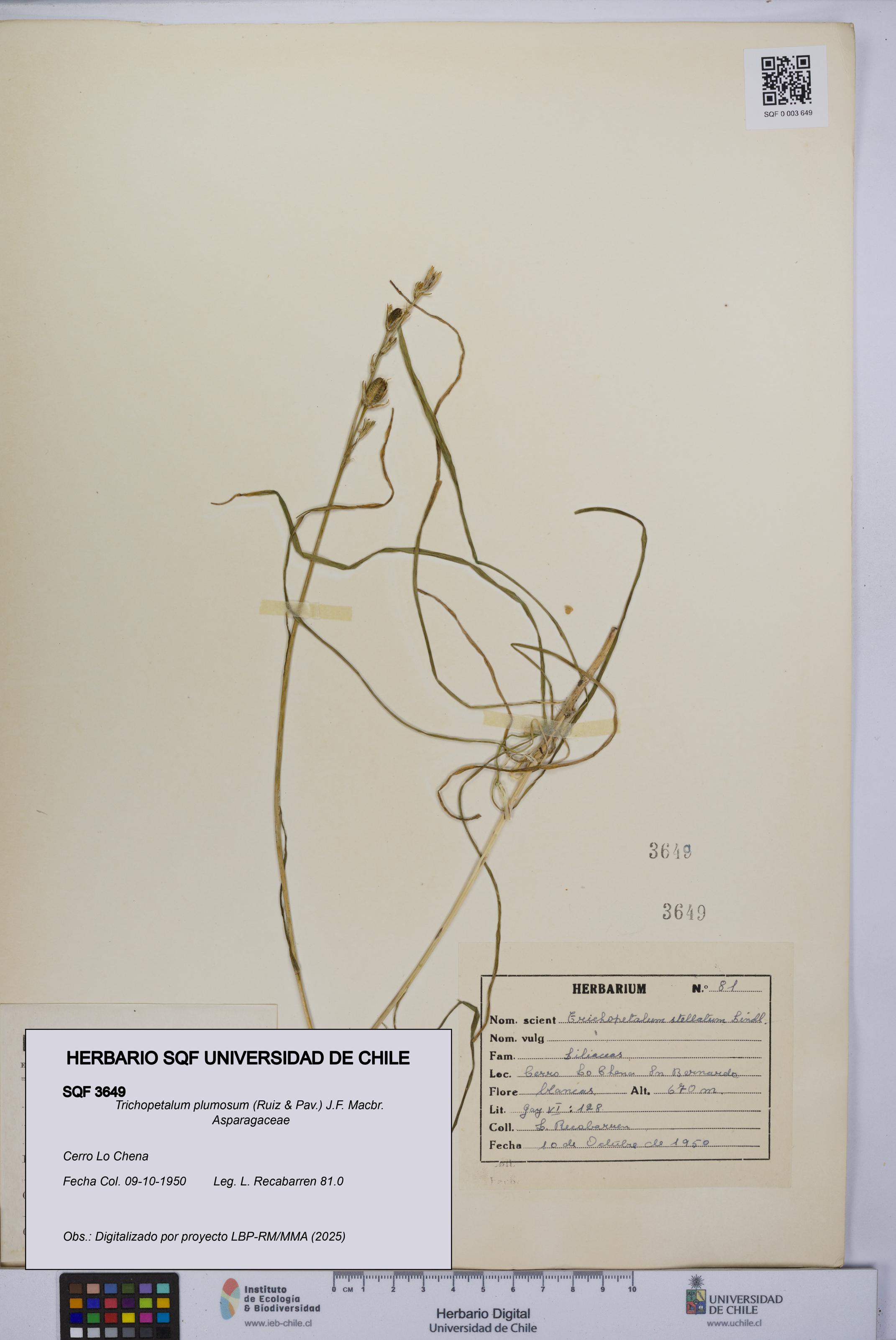 Trichopetalum plumosum [Espécimen: UCH:SQF:0003649]