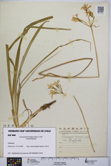 Leucocoryne ixioides [Espécimen: UCH:SQF:0003656]