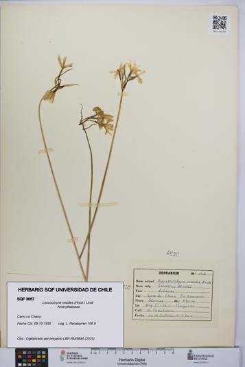 Leucocoryne ixioides [Espécimen: UCH:SQF:0003657]