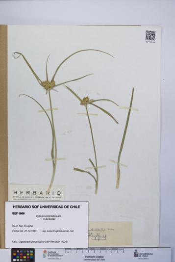Cyperus eragrostis [Espécimen: UCH:SQF:0003666]