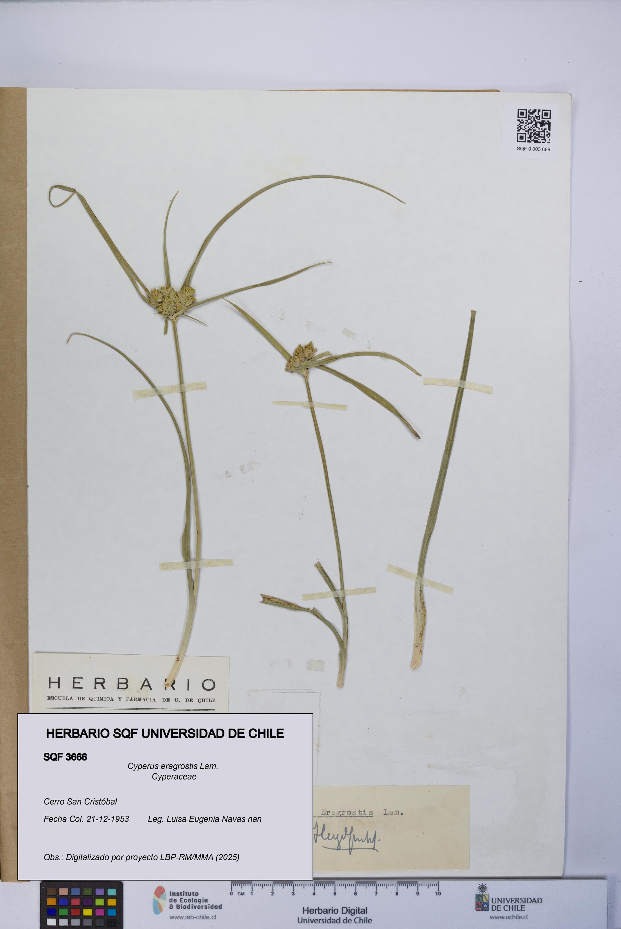 Cyperus eragrostis [Espécimen: UCH:SQF:0003666]
