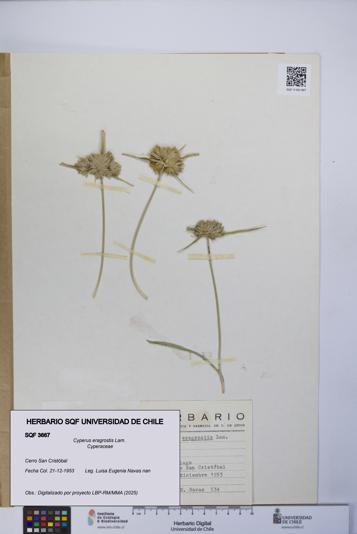 Cyperus eragrostis [Espécimen: UCH:SQF:0003667]