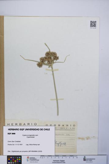 Cyperus eragrostis [Espécimen: UCH:SQF:0003668]