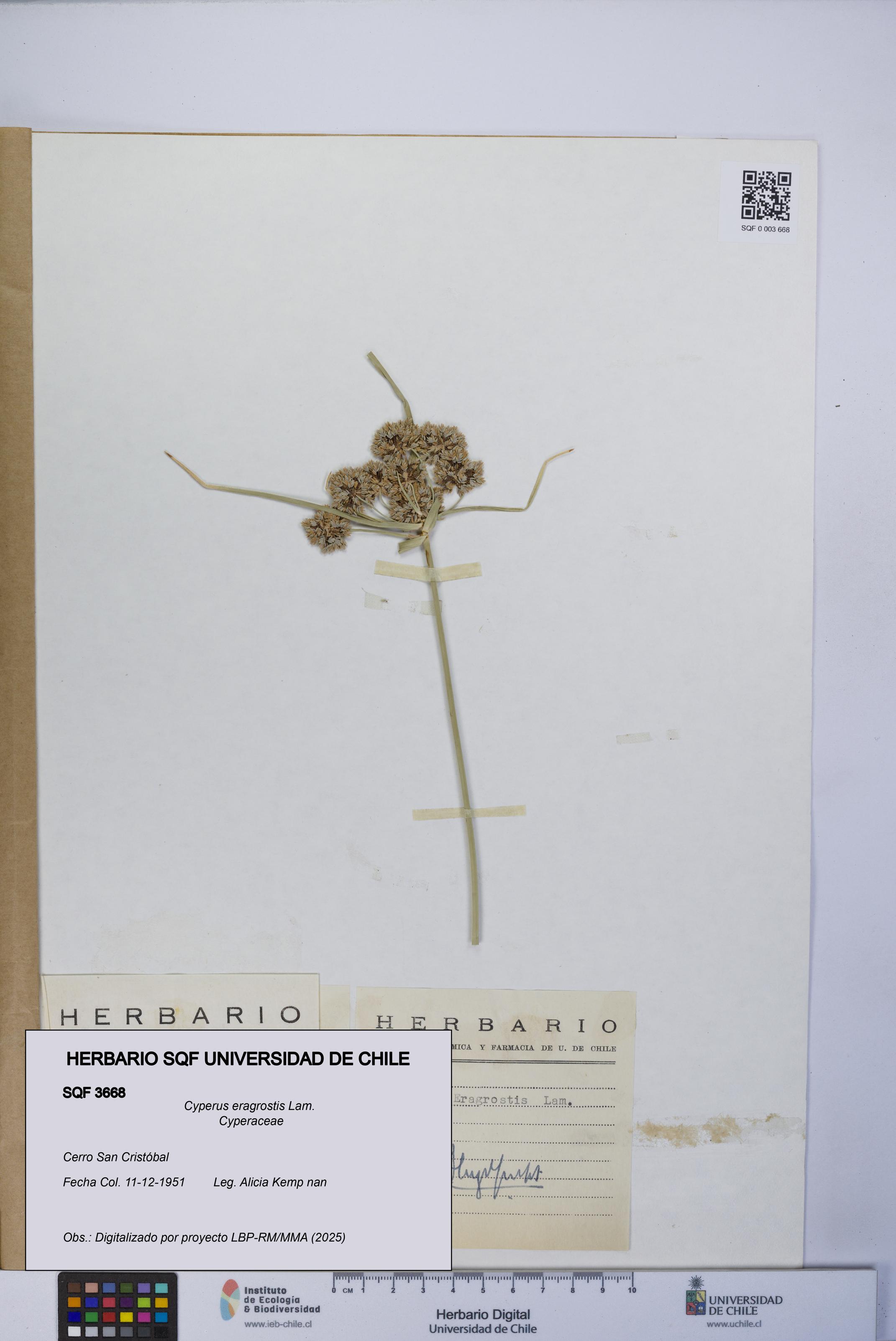 Cyperus eragrostis [Espécimen: UCH:SQF:0003668]