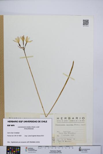 Leucocoryne ixioides [Espécimen: UCH:SQF:0003675]