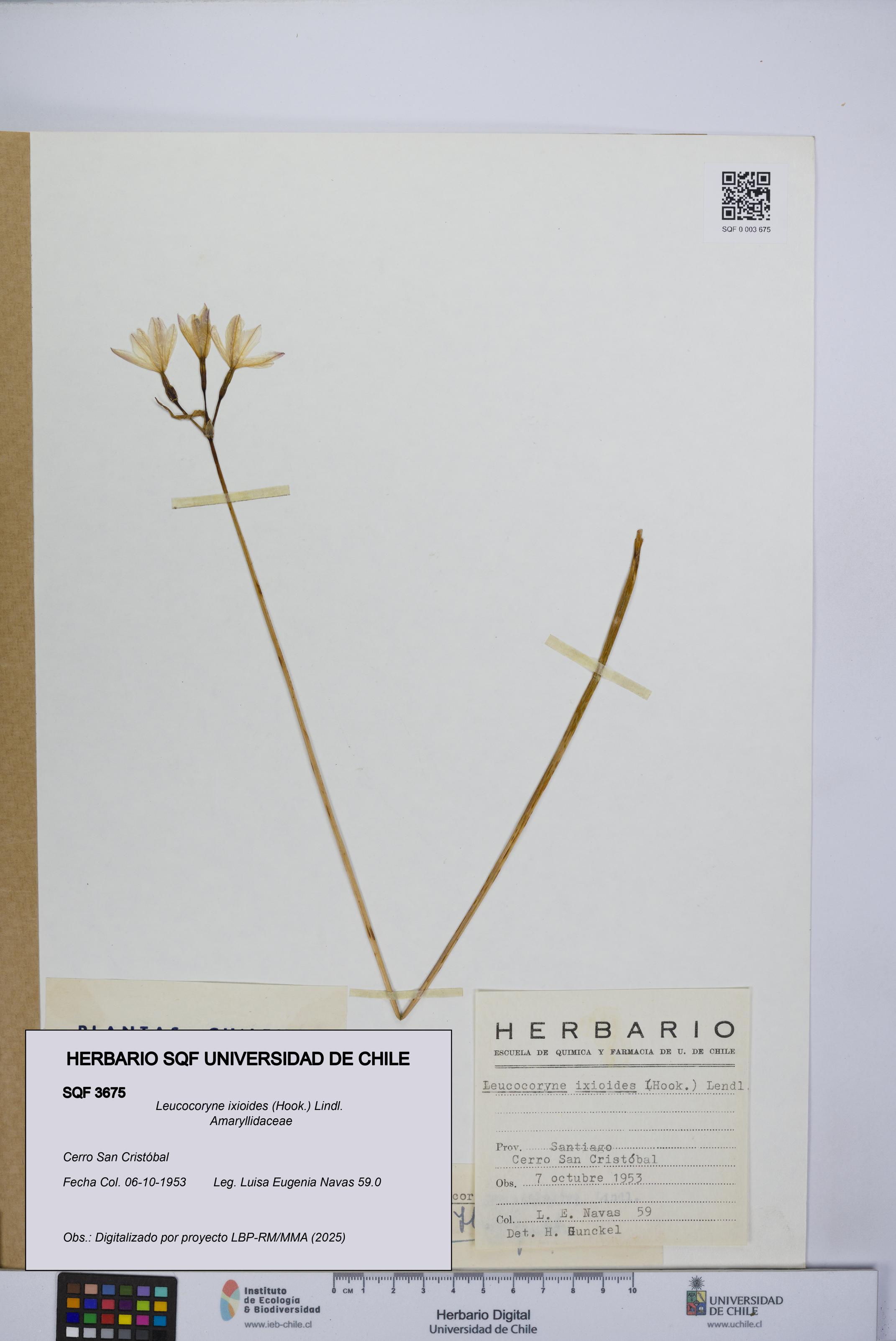 Leucocoryne ixioides [Espécimen: UCH:SQF:0003675]