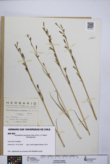 Trichopetalum plumosum [Espécimen: UCH:SQF:0003677]