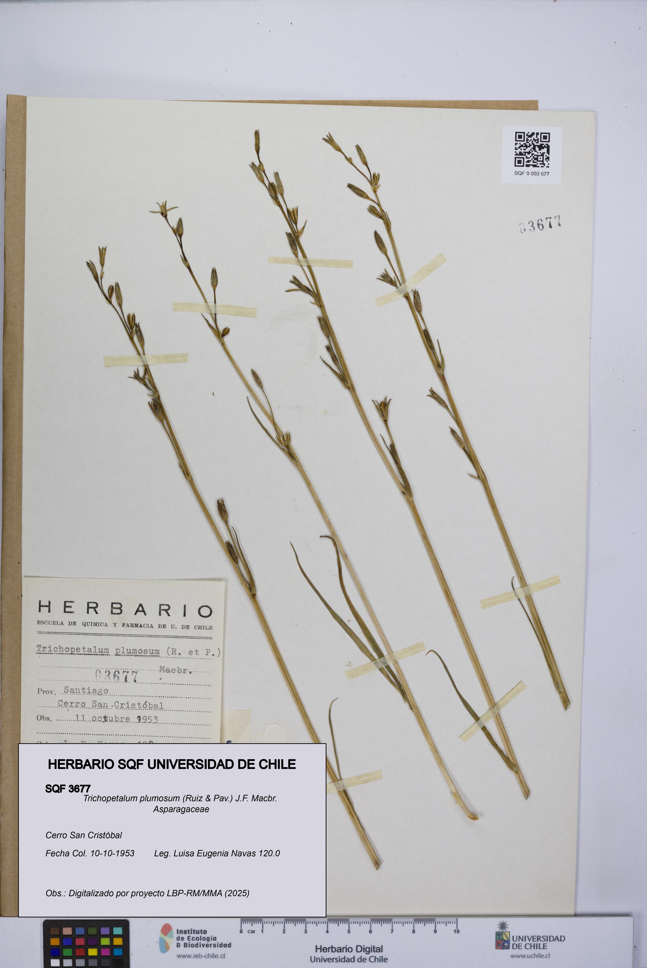 Trichopetalum plumosum [Espécimen: UCH:SQF:0003677]